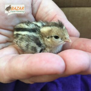 (০১) দিন বয়সের কোয়েলের বাচ্চা