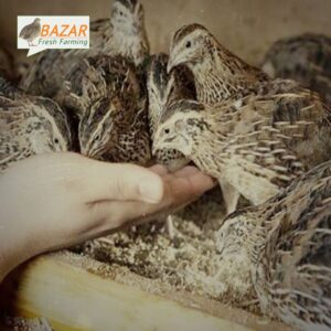 (৩০) দিন বয়সের একটি কোয়েল