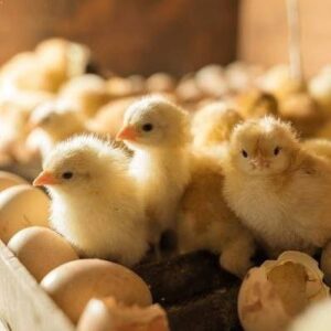 সকল বাচ্চা