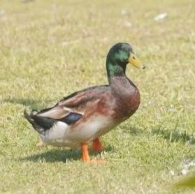 দেশি হাঁস